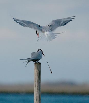 Arctic Tern - Havterne - Sterna Paradisaea