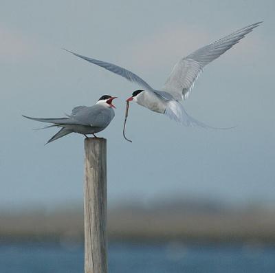 Arctic Tern - Havterne - Sterna Paradisaea