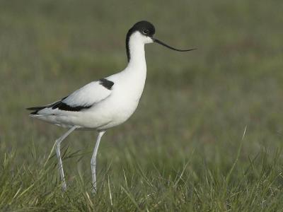 Avocet - Klyde - Recurvirostra avosetta