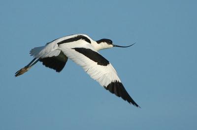 Avocet - Klyde - Recurvirostra avosetta