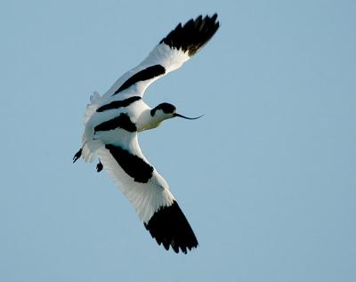 Avocet - Klyde - Recurvirostra avosetta