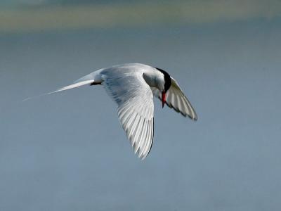 Common Tern - Fjordterne - Sterna hirundo