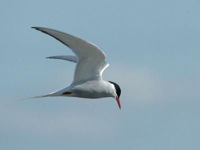 Common Tern - Fjordterne - Sterna hirundo