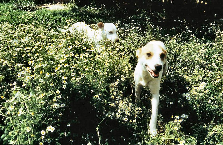 Dogs 1