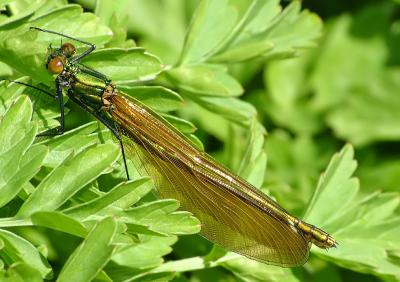 Beautiful Demoiselle - Female