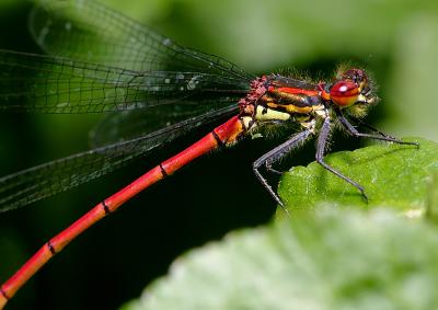 Large Red - Male