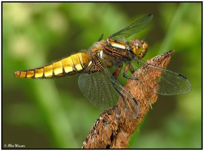 Broad Bodied Chaser - Female