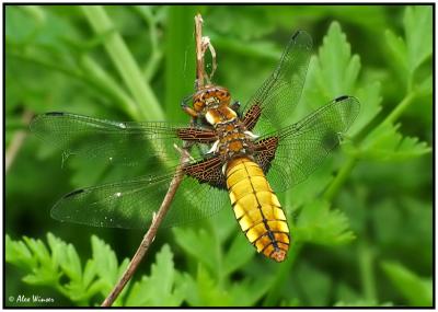 Broad Bodied Chaser - Female