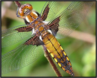 Broad Bodied Chaser - Male (Immature)