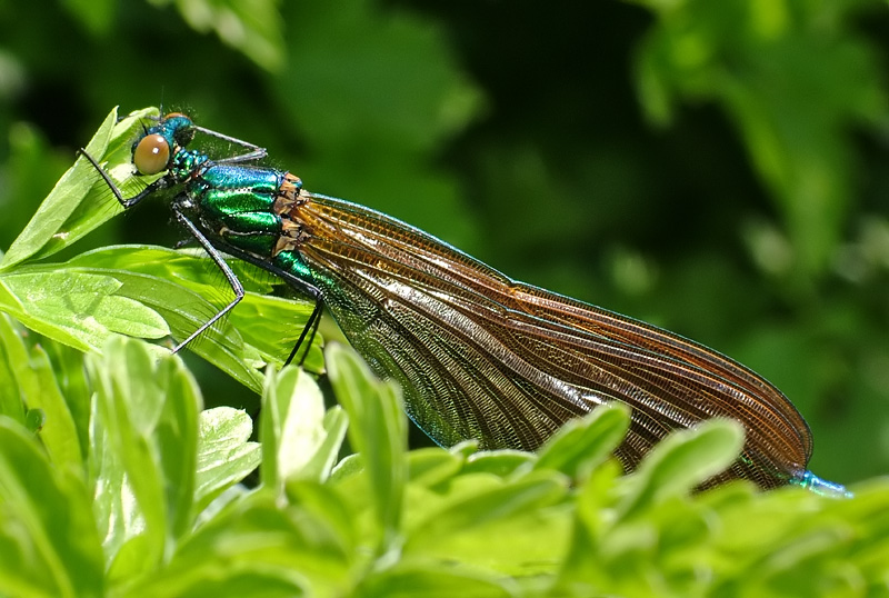 Beautiful Demoiselle - Male