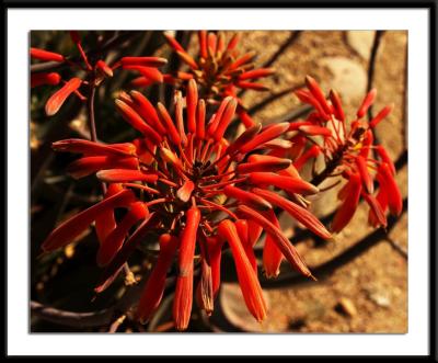 Botanical Gardens