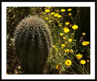 Tucson Botanical Gardens