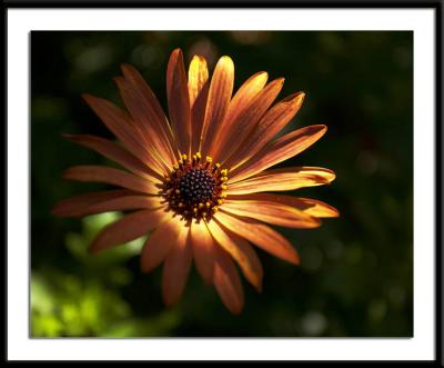 Tucson Botanical Gardens
