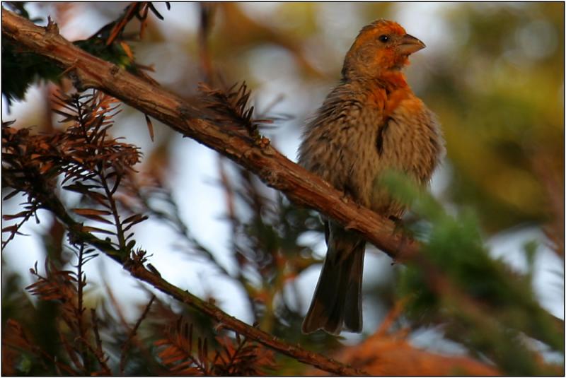 House Finch