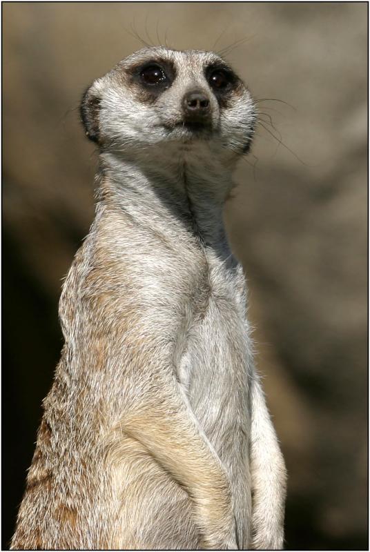 Meerkat