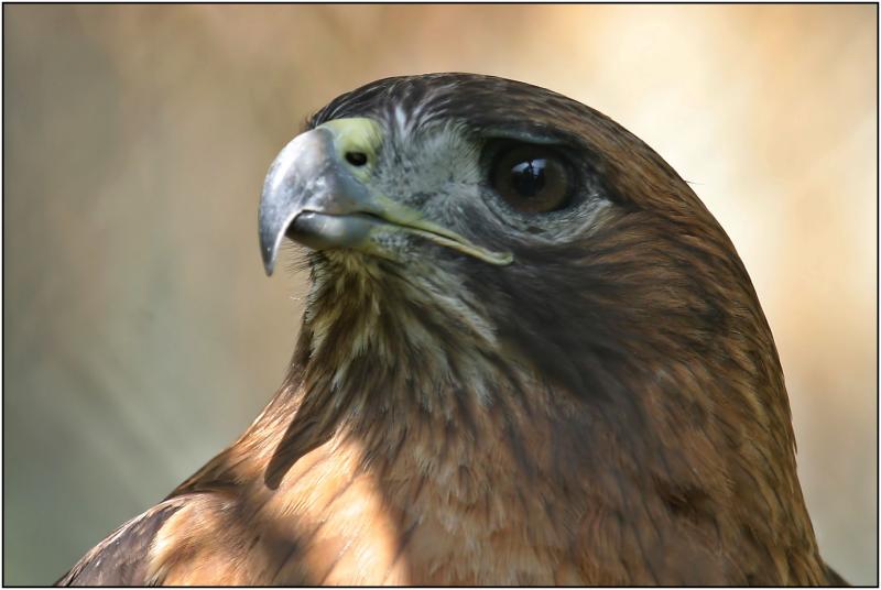 Red-tailed Hawk