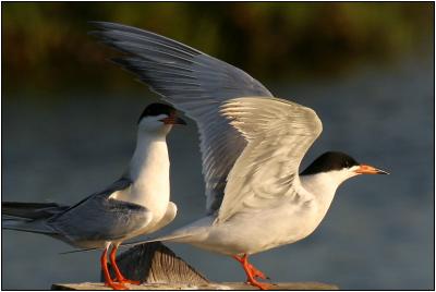 Forster's Tern