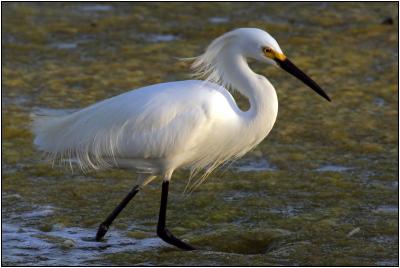 Snowy Egret