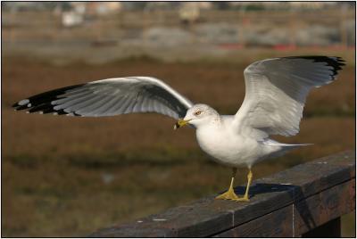 Ring-billed Gull