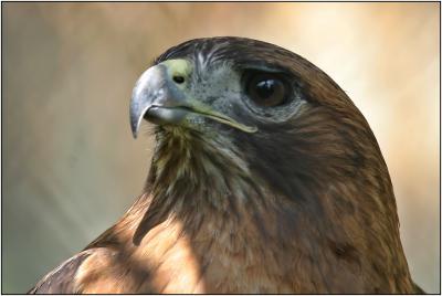 Red-tailed Hawk