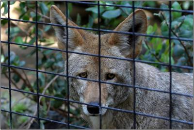 Coyote