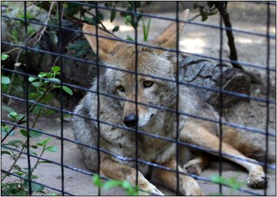 Coyote