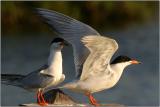 Forsters Tern
