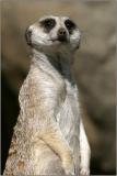Meerkat