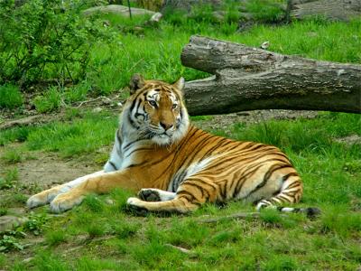 e--BX-Tiger-Stare-2-FZ10-ps.jpg