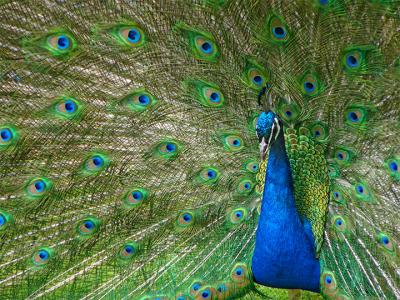 e--Peacock-Best-one-FZ10-ps.jpg