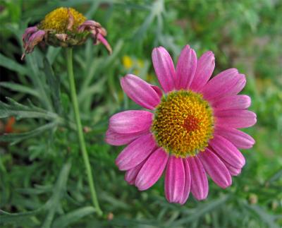 e--PINK-CROPPED--2FLOWER2--.jpg
