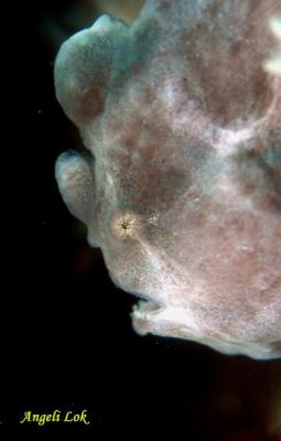 u26/angelilok/medium/19257590.PinkFrogfish1s.jpg