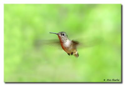 hummingbird web.jpg