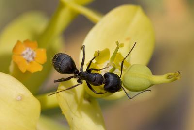 u26/antjes/medium/43124777.IMG_0872_klein.jpg