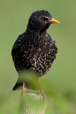 Female Starling