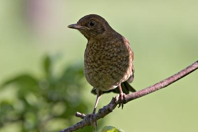 Young blackbird