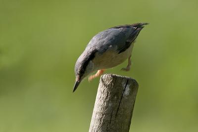 Nuthatch on the jump