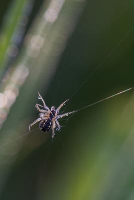 In the web