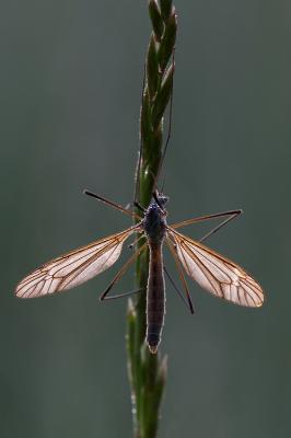 Winged Beauty