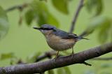 Nuthatch