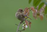 Greenfinch