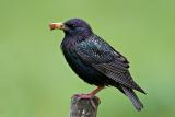 Starling and Raisins