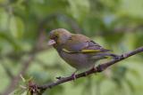Greenfinch (and a couple of ticks)