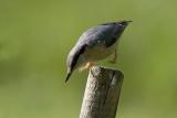 Nuthatch on the jump
