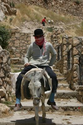 Donkey Rider