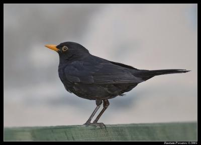 Blackbird (Turdus merula )