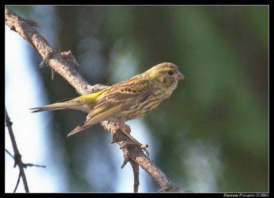 Yellowhammer