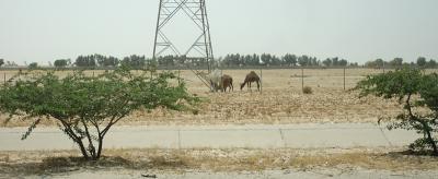 camels in the desert in Kuwait.jpg