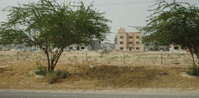 kuwait apartments and camels.jpg