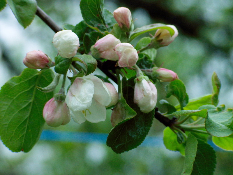 CRW_8039.jpg